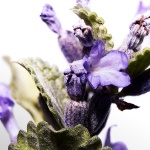 DAVIDOFF Cool Water - Eau de Toilette for Him - Aromatic Fragrance with Notes of Coriander, Mint, Lavender and Amber - Medium Longevity - 40ml - Image 3