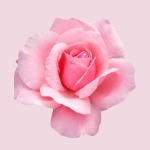 BOSS Ma Vie - Eau de Parfum for Her - Floral Fragrance With Notes Of Cactus Blossom, Pink Floral Bouquet with Rose Bud and Cedarwood - High Longevity - 50ml - Image 2